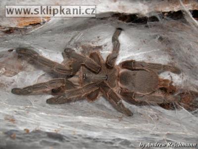 Chilobrachys_sp._Guangxiensis